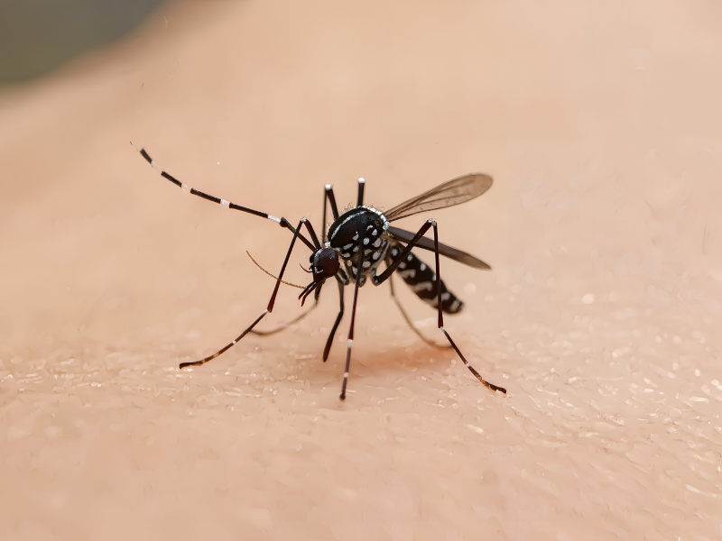 Aziatische tijgermug op huid